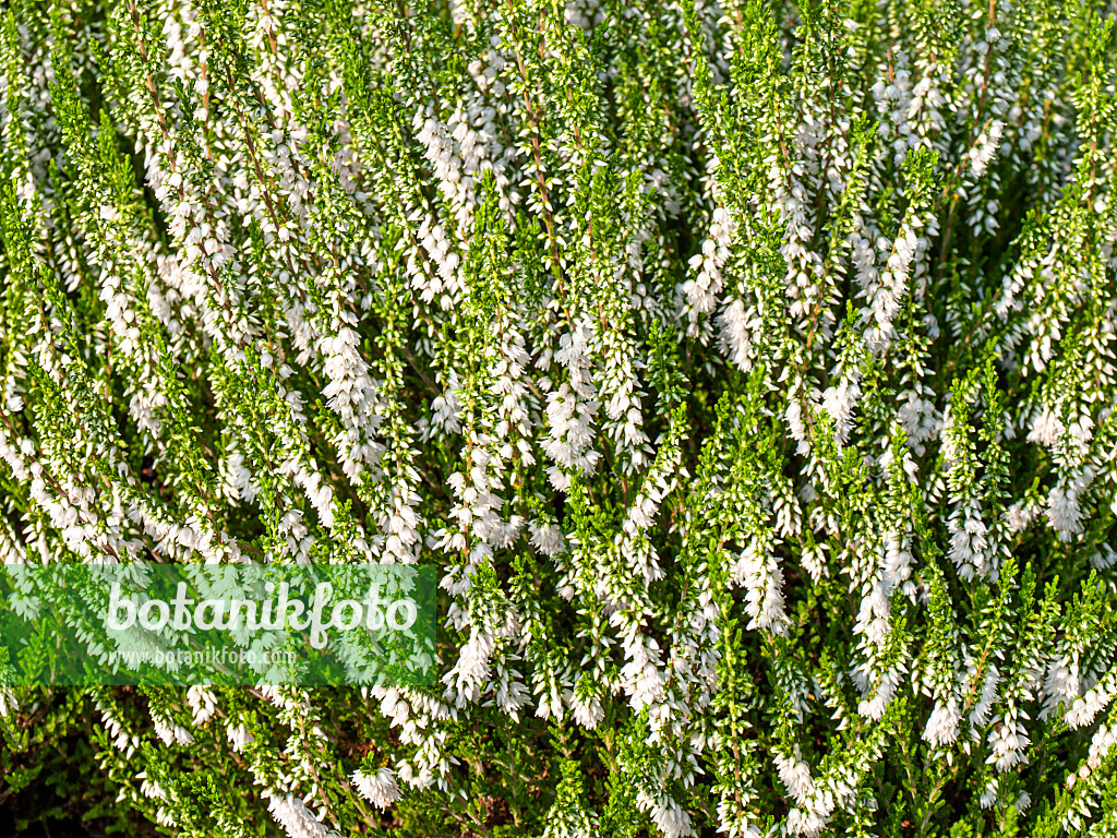 464027 - Common heather (Calluna vulgaris 'Alba Erecta')