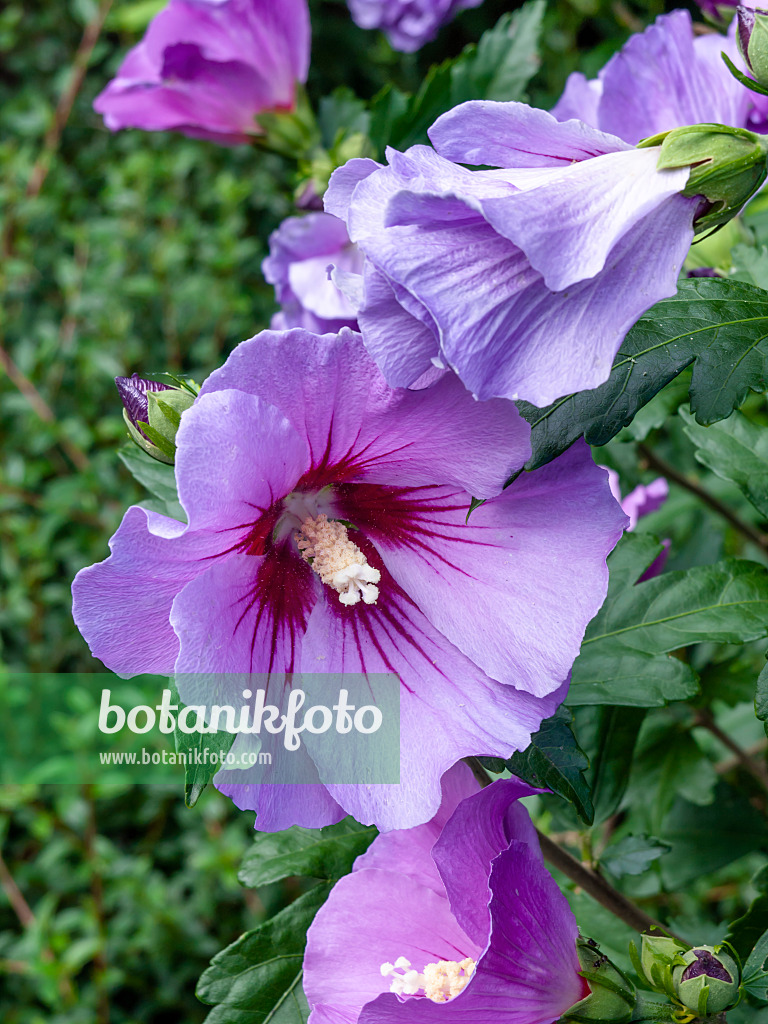 428217 - Common hibiscus (Hibiscus syriacus)