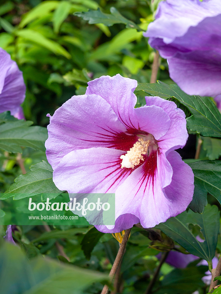 428218 - Common hibiscus (Hibiscus syriacus)