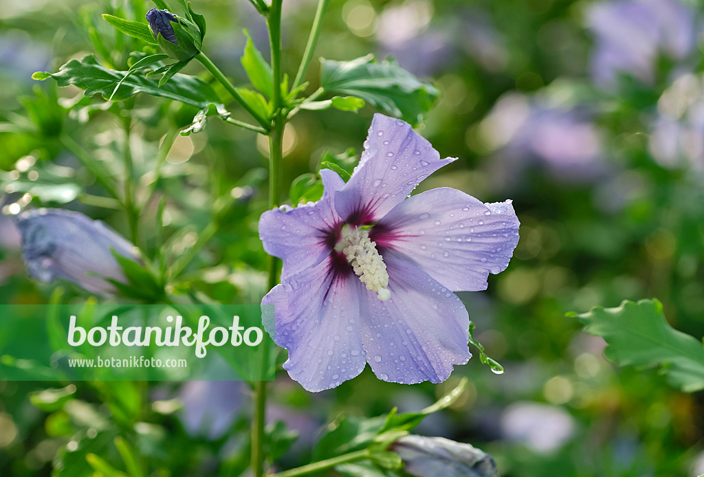 471398 - Common hibiscus (Hibiscus syriacus 'Blue Bird')