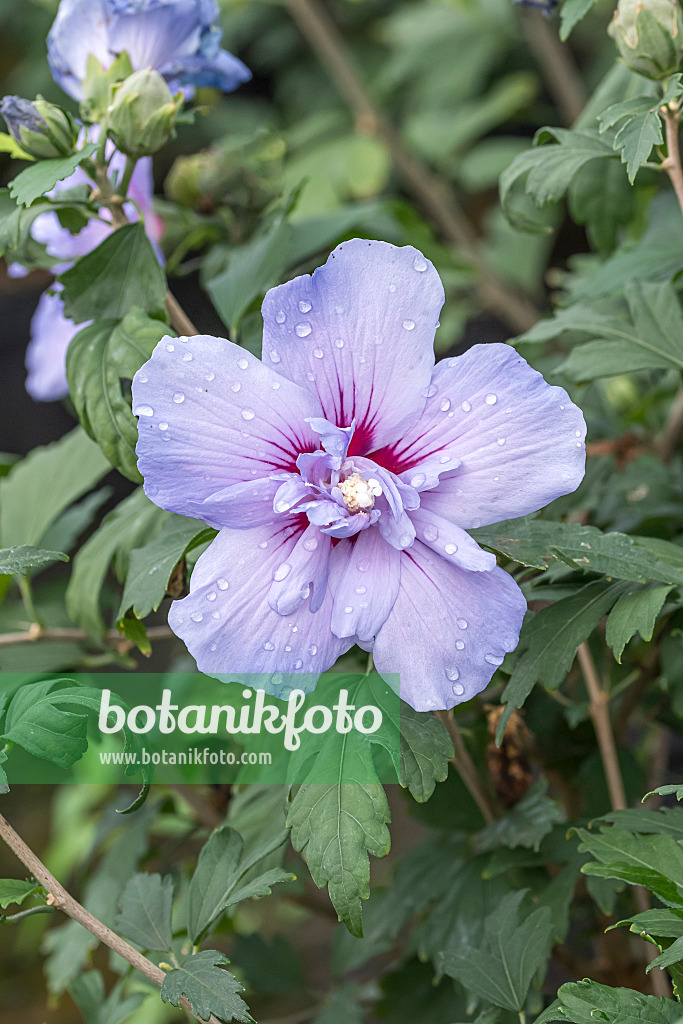 638118 - Common hibiscus (Hibiscus syriacus 'Blue Chiffon')