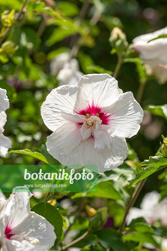 607082 - Common hibiscus (Hibiscus syriacus 'China Chiffon')