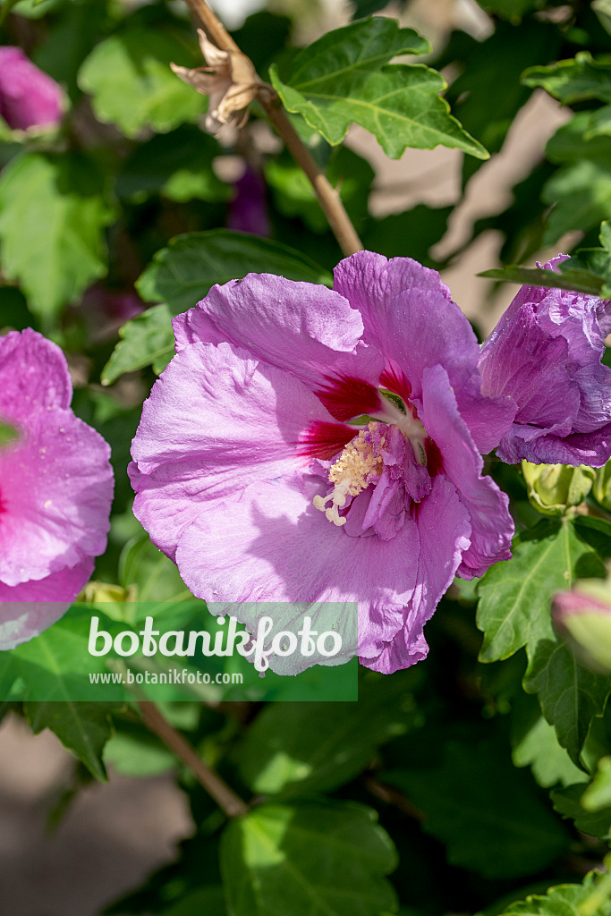 607083 - Common hibiscus (Hibiscus syriacus 'Eruption')