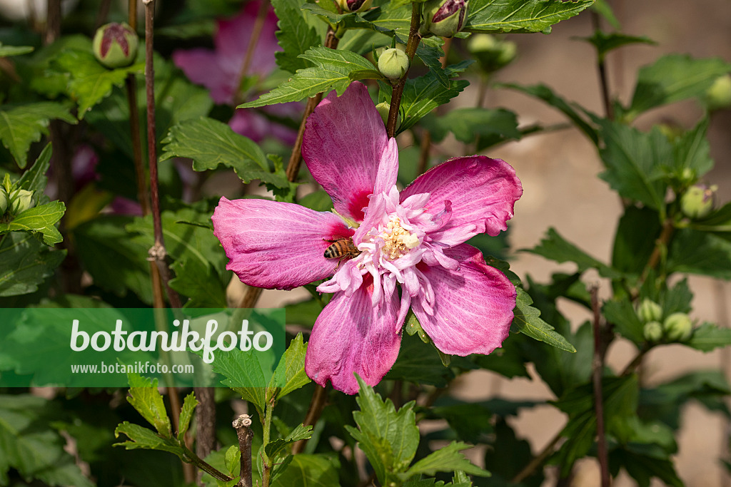 607065 - Common hibiscus (Hibiscus syriacus 'Freedom')