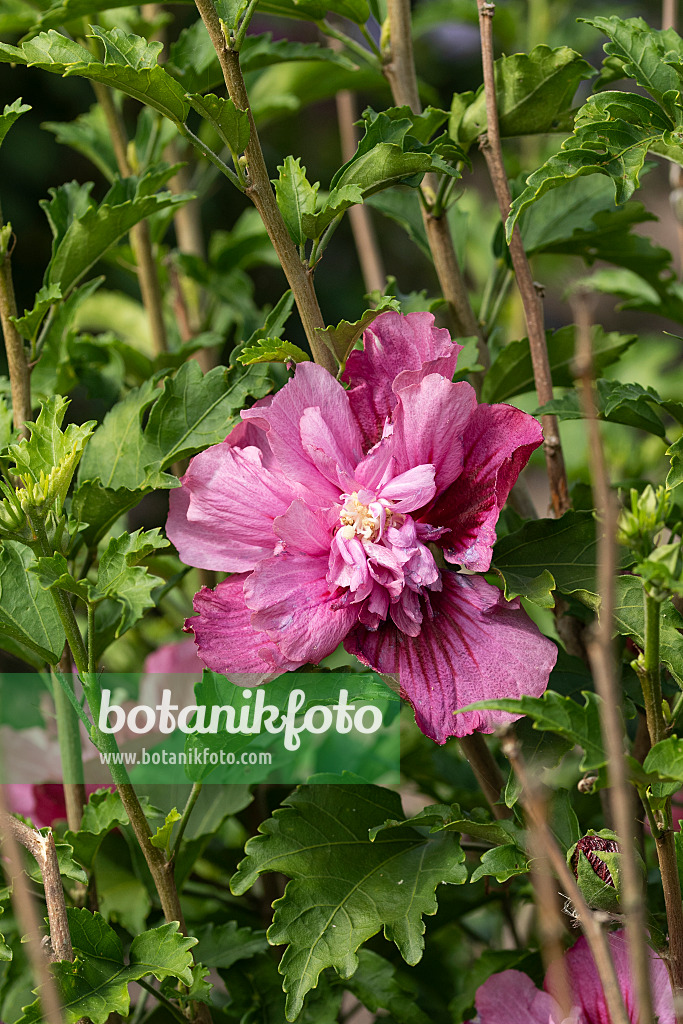 607087 - Common hibiscus (Hibiscus syriacus 'Kakapo')