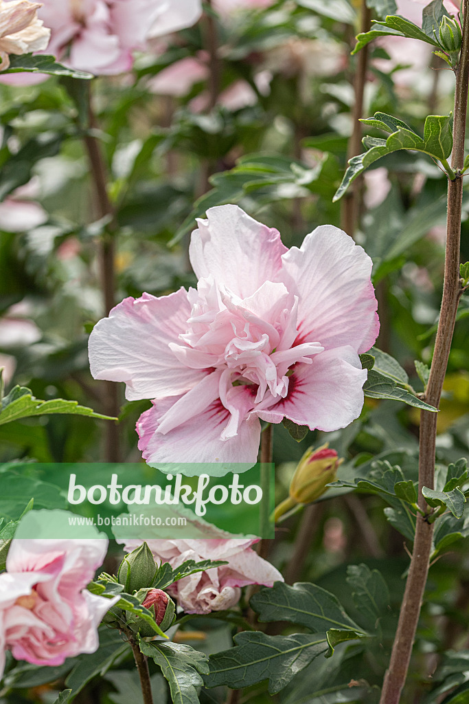 607066 - Common hibiscus (Hibiscus syriacus 'Lady Stanley')