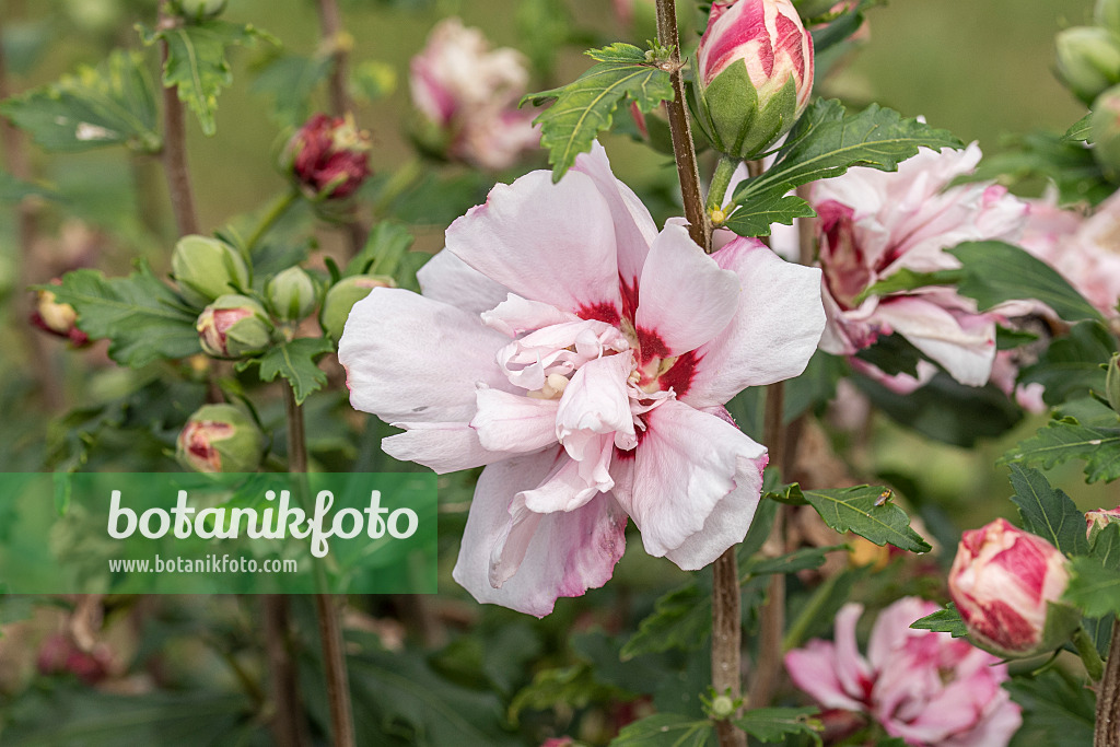 607070 - Common hibiscus (Hibiscus syriacus 'Leopoldii')