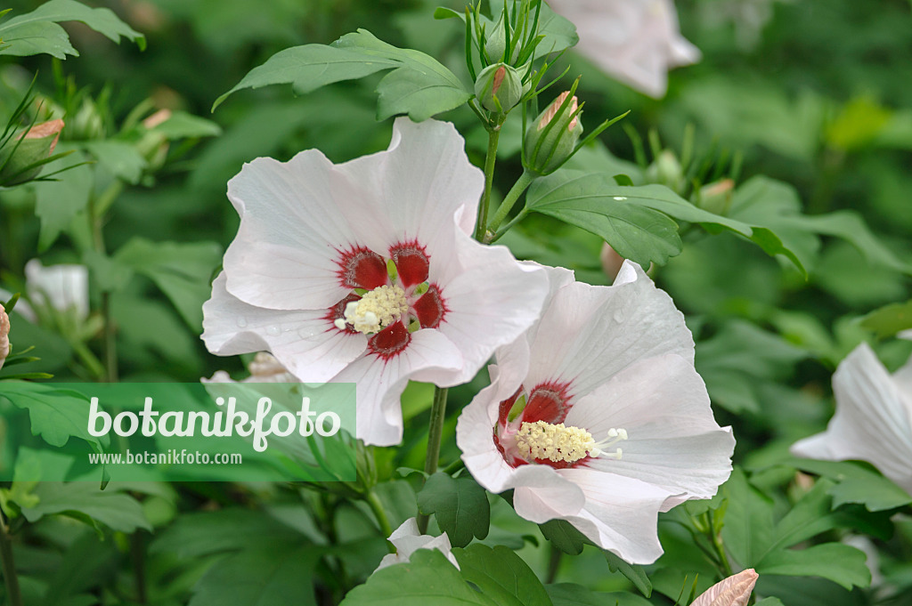 517186 - Common hibiscus (Hibiscus syriacus 'Mathilde')