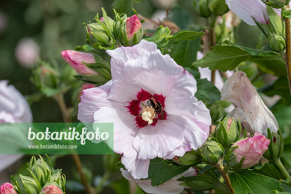 607072 - Common hibiscus (Hibiscus syriacus 'Melrose')