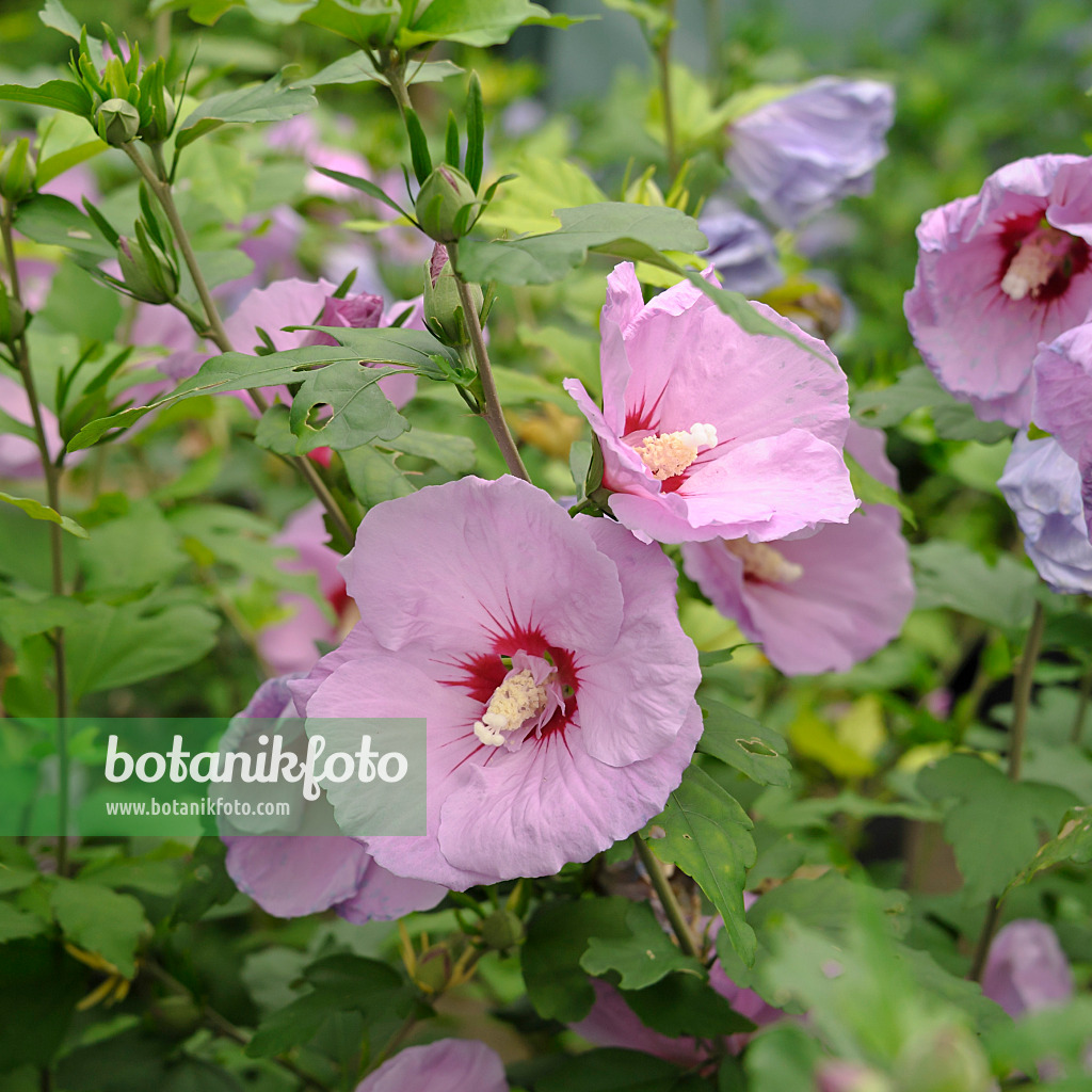 517187 - Common hibiscus (Hibiscus syriacus 'Minpast')