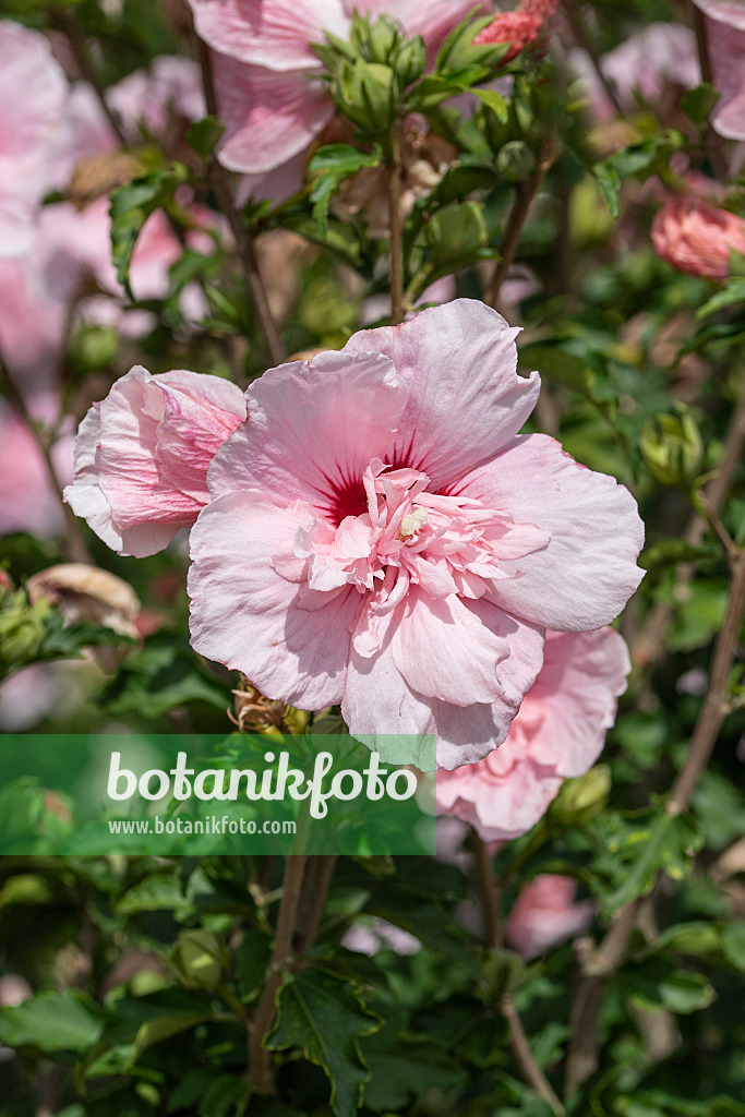 607090 - Common hibiscus (Hibiscus syriacus 'Pink Chiffon')