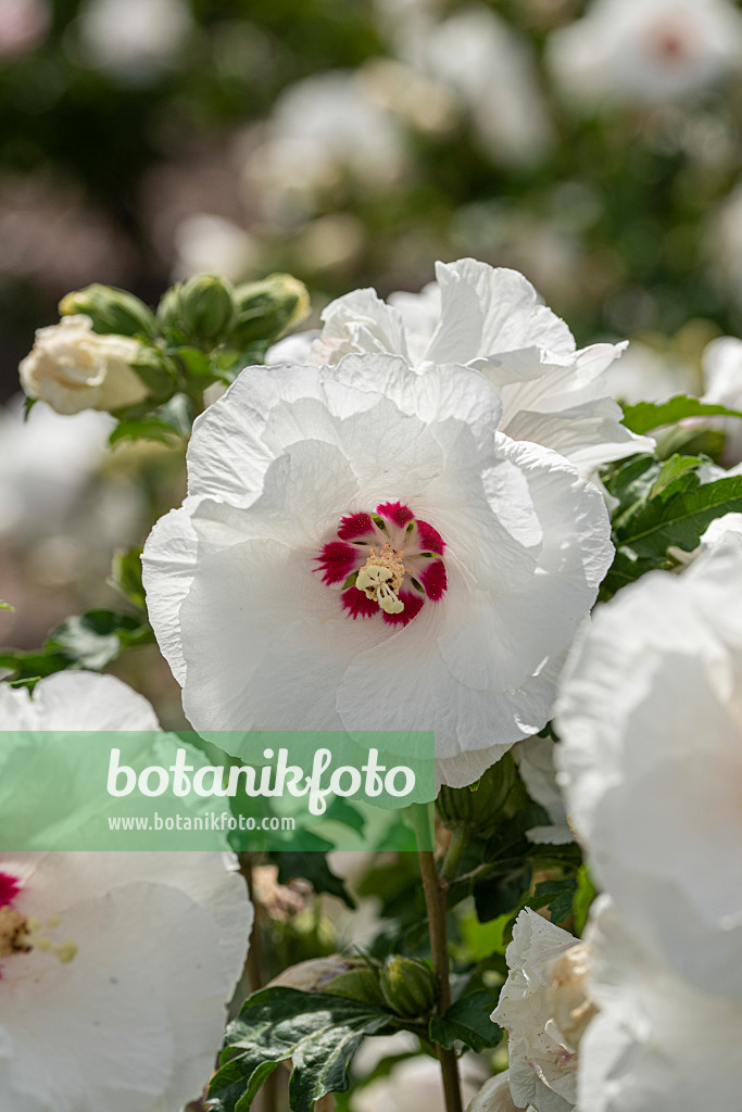 607094 - Common hibiscus (Hibiscus syriacus 'Sub Heart')