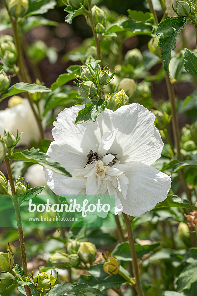 607096 - Common hibiscus (Hibiscus syriacus 'White Chiffon')