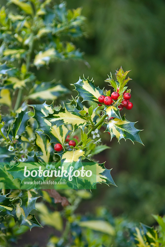 502225 - Common holly (Ilex aquifolium 'Yellow Star')