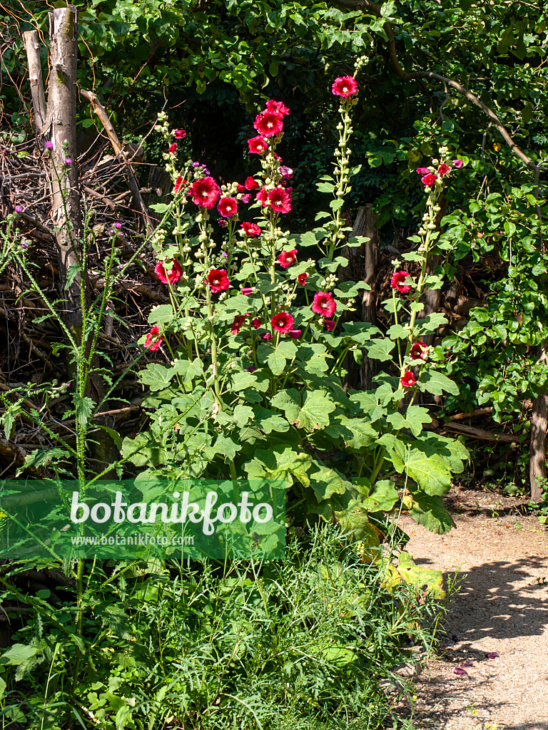 427261 - Common hollyhock (Alcea rosea)