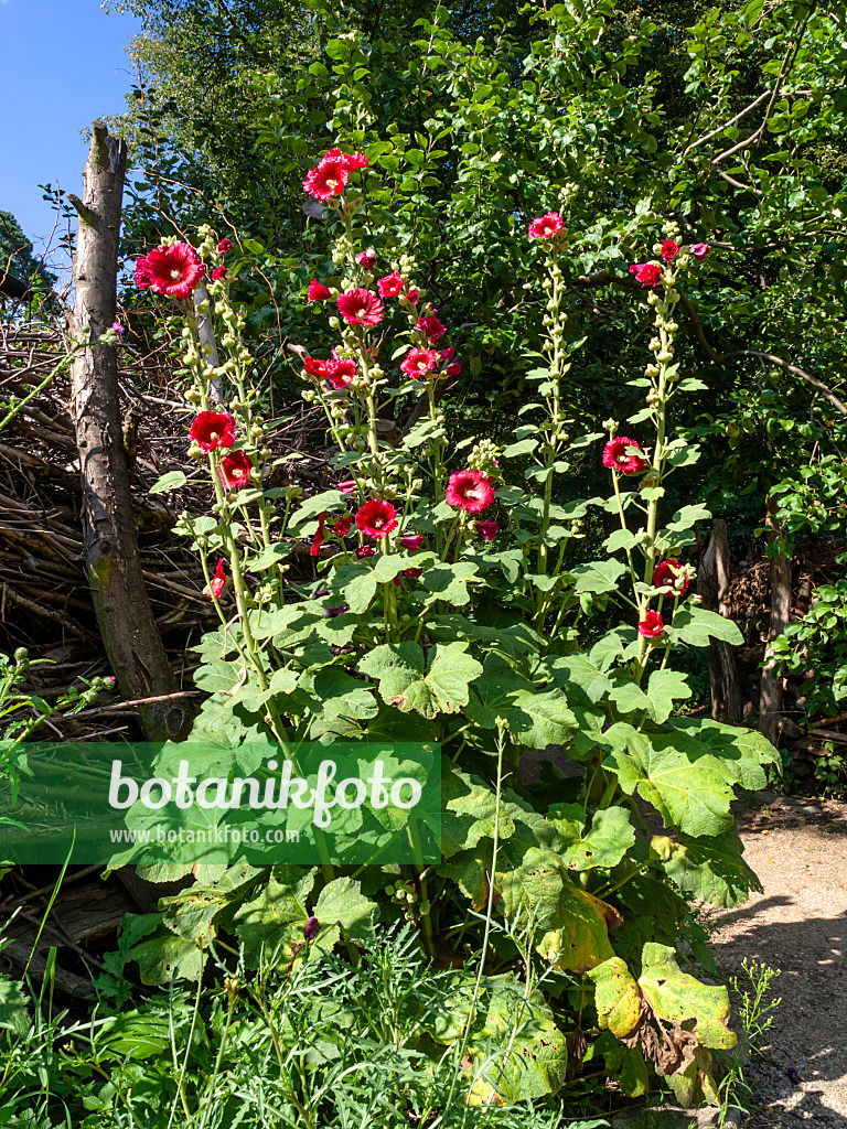 427262 - Common hollyhock (Alcea rosea)