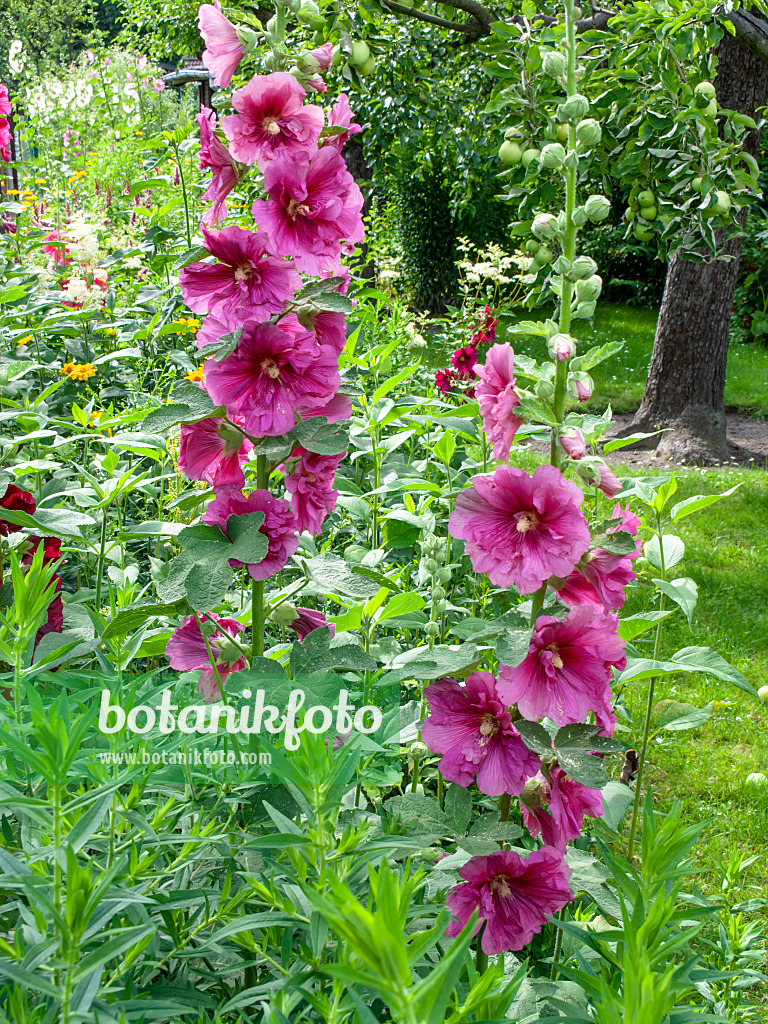 449052 - Common hollyhock (Alcea rosea)