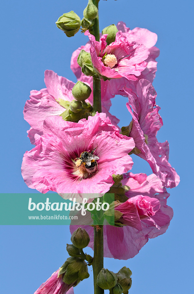 498040 - Common hollyhock (Alcea rosea) and bumble bee (Bombus)