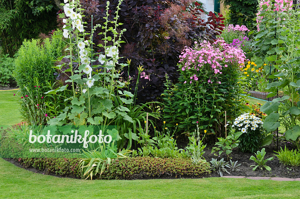 534184 - Common hollyhock (Alcea rosea), Eurasian smoke tree (Cotinus coggygria 'Royal Purple') and garden phlox (Phlox paniculata)