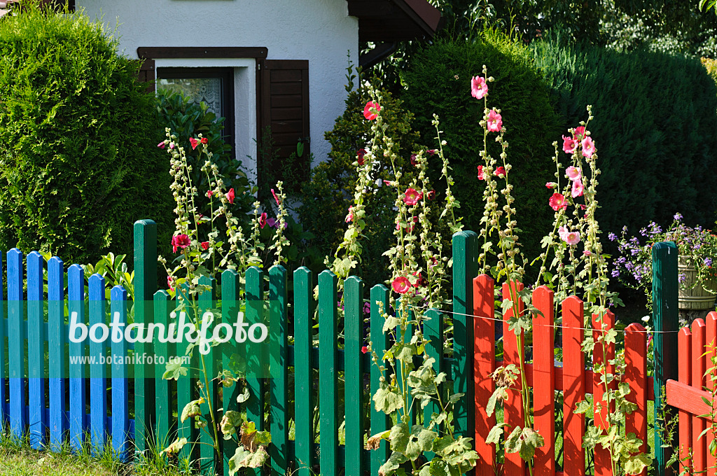 474418 - Common hollyhock (Alcea rosea) with colourful garden fence