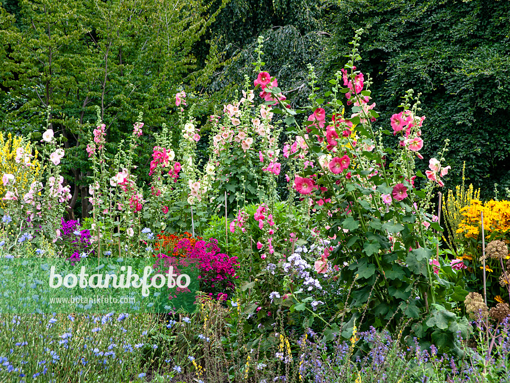 462165 - Common hollyhocks (Alcea rosea) and phlox (Phlox)