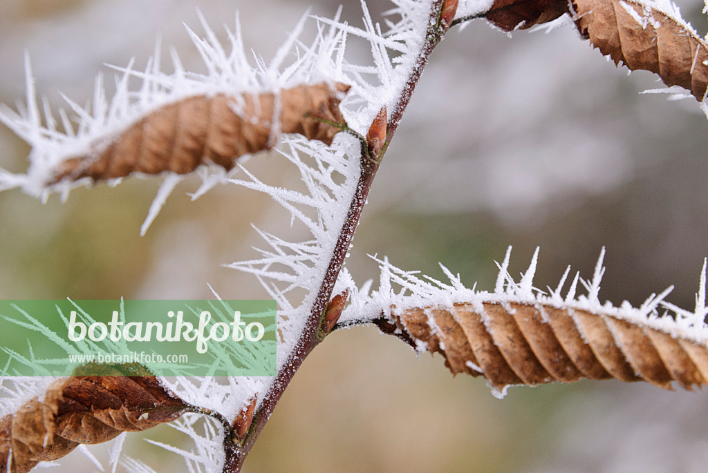 465078 - Common hornbeam (Carpinus betulus) with hoar frost