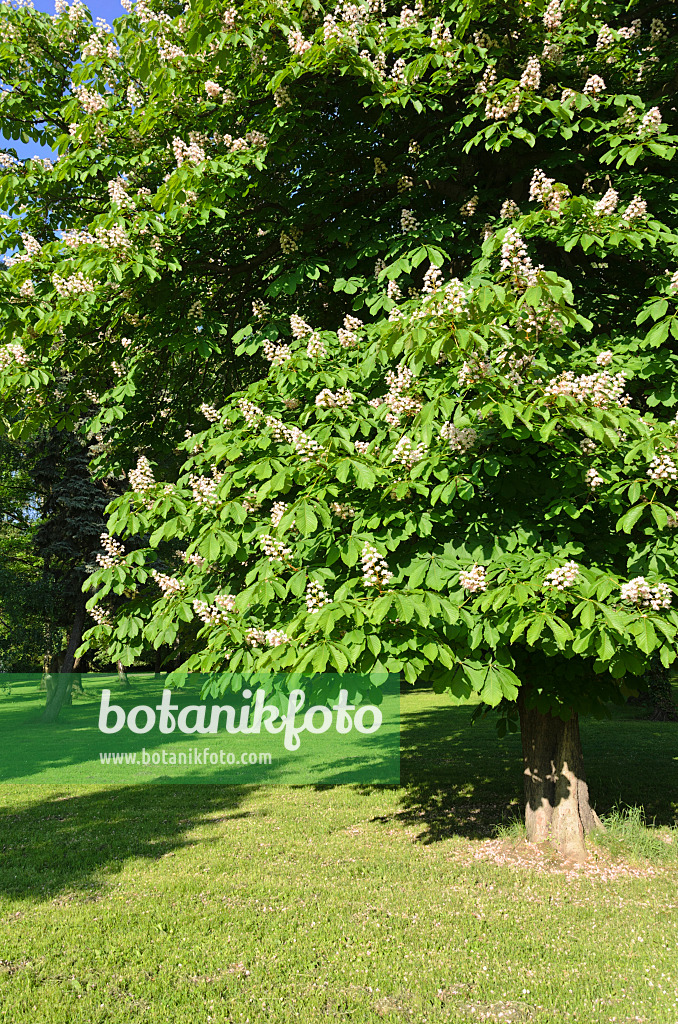 520251 - Common horse chestnut (Aesculus hippocastanum)