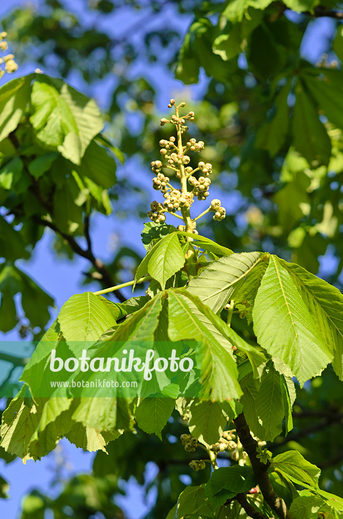 531167 - Common horse chestnut (Aesculus hippocastanum)