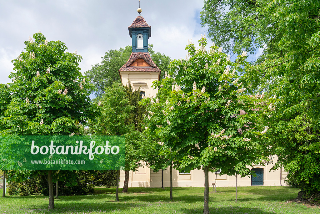 625080 - Common horse chestnut (Aesculus hippocastanum) in front of a church