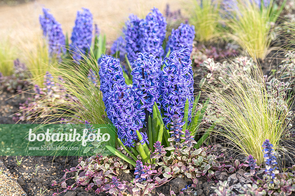 616409 - Common hyacinth (Hyacinthus orientalis 'Blue Jacket')