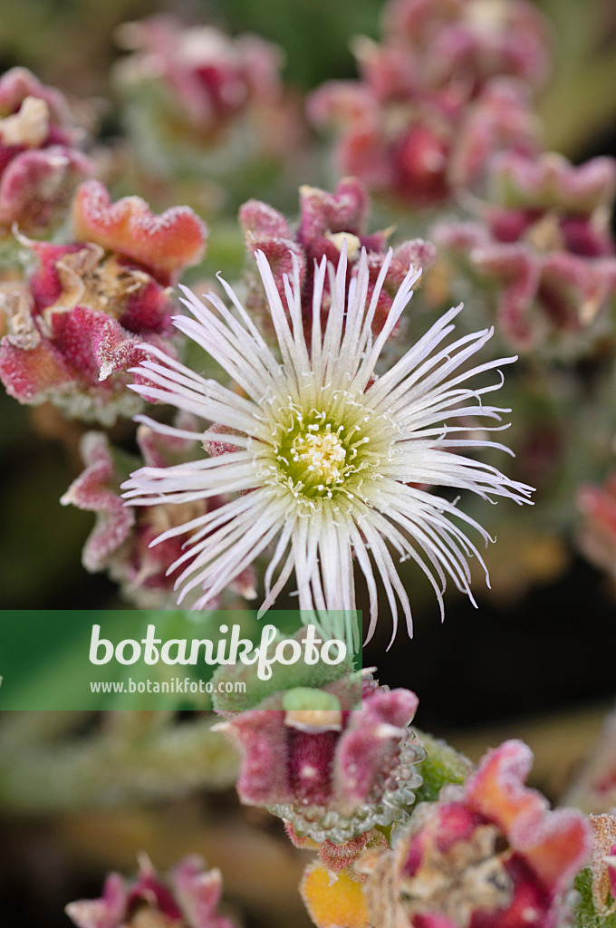 476230 - Common ice plant (Mesembryanthemum crystallinum)