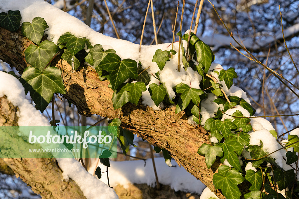 491017 - Common ivy (Hedera helix)