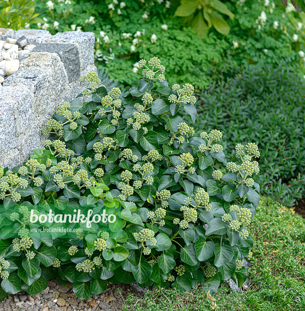 607055 - Common ivy (Hedera helix 'Arbori Compact')