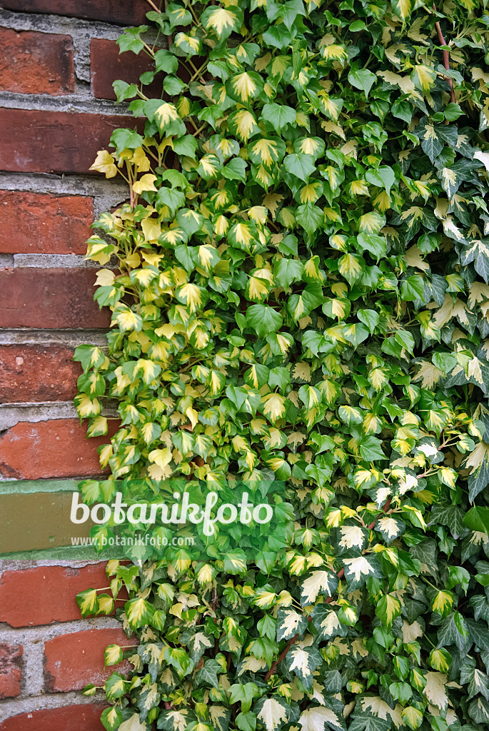 490070 - Common ivy (Hedera helix 'Goldheart')