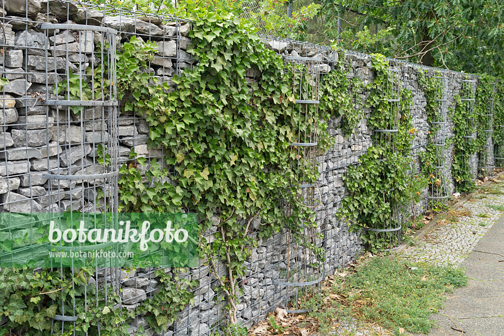 558329 - Common ivy (Hedera helix) on a stone wall