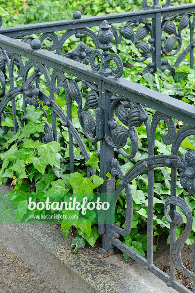 472097 - Common ivy (Hedera helix) with cast-iron grave border