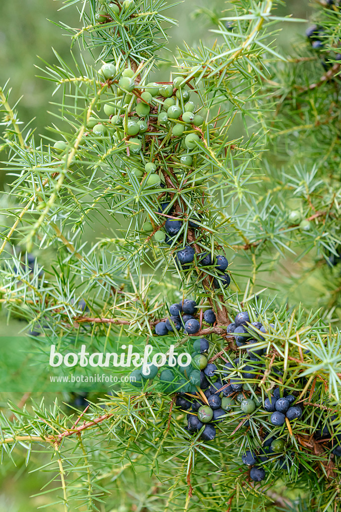 593107 - Common juniper (Juniperus communis)