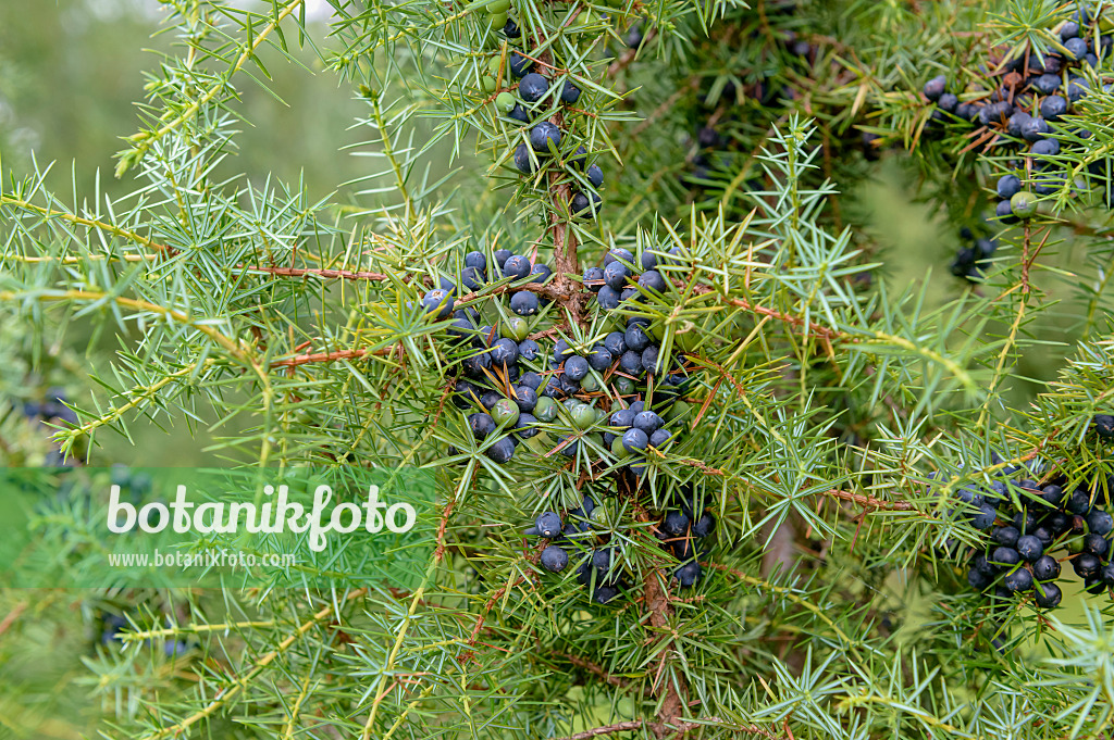 593108 - Common juniper (Juniperus communis)