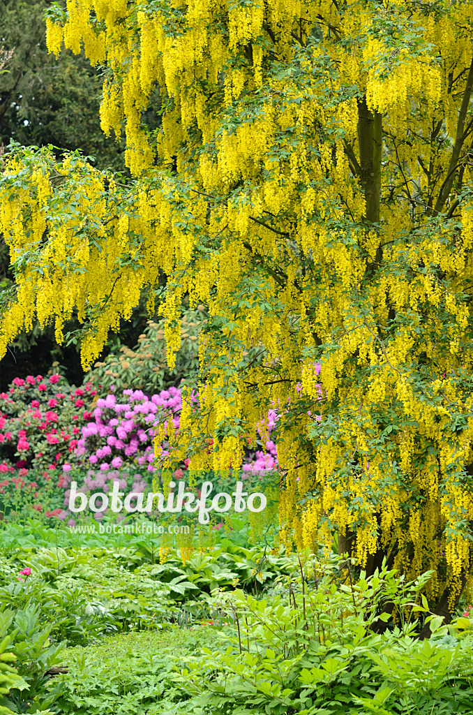 520415 - Common laburnum (Laburnum anagyroides) and rhododendrons (Rhododendron)