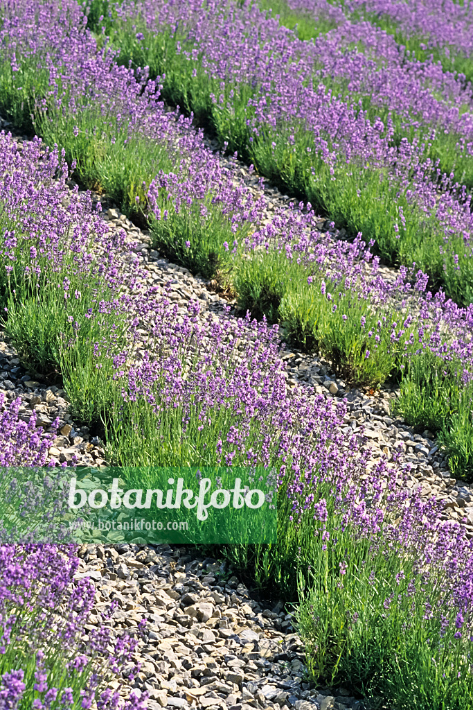 380001 - Common lavender (Lavandula angustifolia)