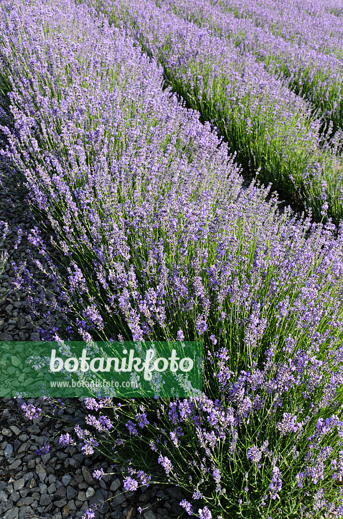 497335 - Common lavender (Lavandula angustifolia)