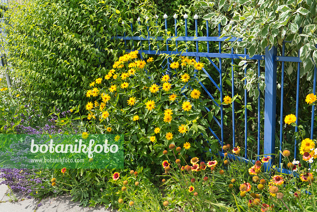 546038 - Common lavender (Lavandula angustifolia), false sunflower (Heliopsis helianthoides) and great blanket flower (Gaillardia aristata) at a blue garden fence