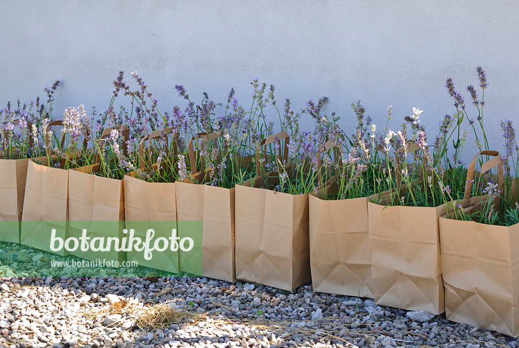 475049 - Common lavender (Lavandula angustifolia) in paper bags