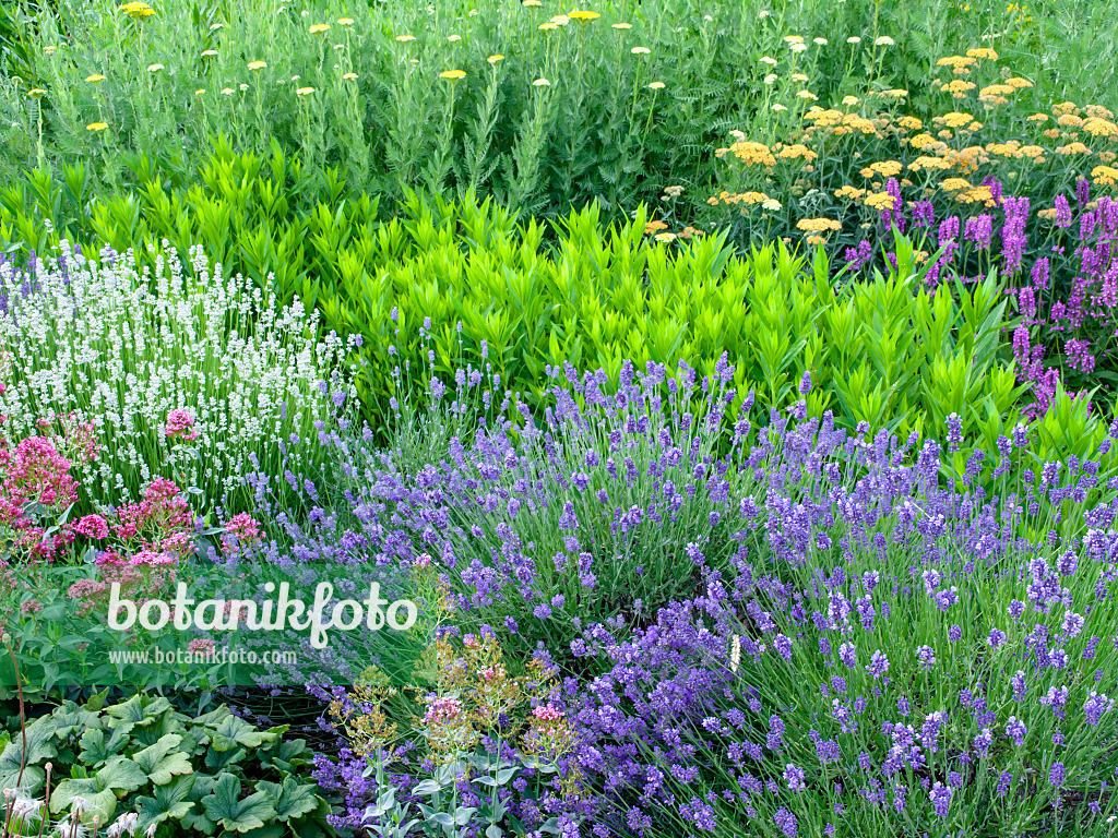 461091 - Common lavender (Lavandula angustifolia 'Munstead' and Lavandula angustifolia 'Edelweiss'), obedient plant (Physostegia) and yarrow (Achillea)