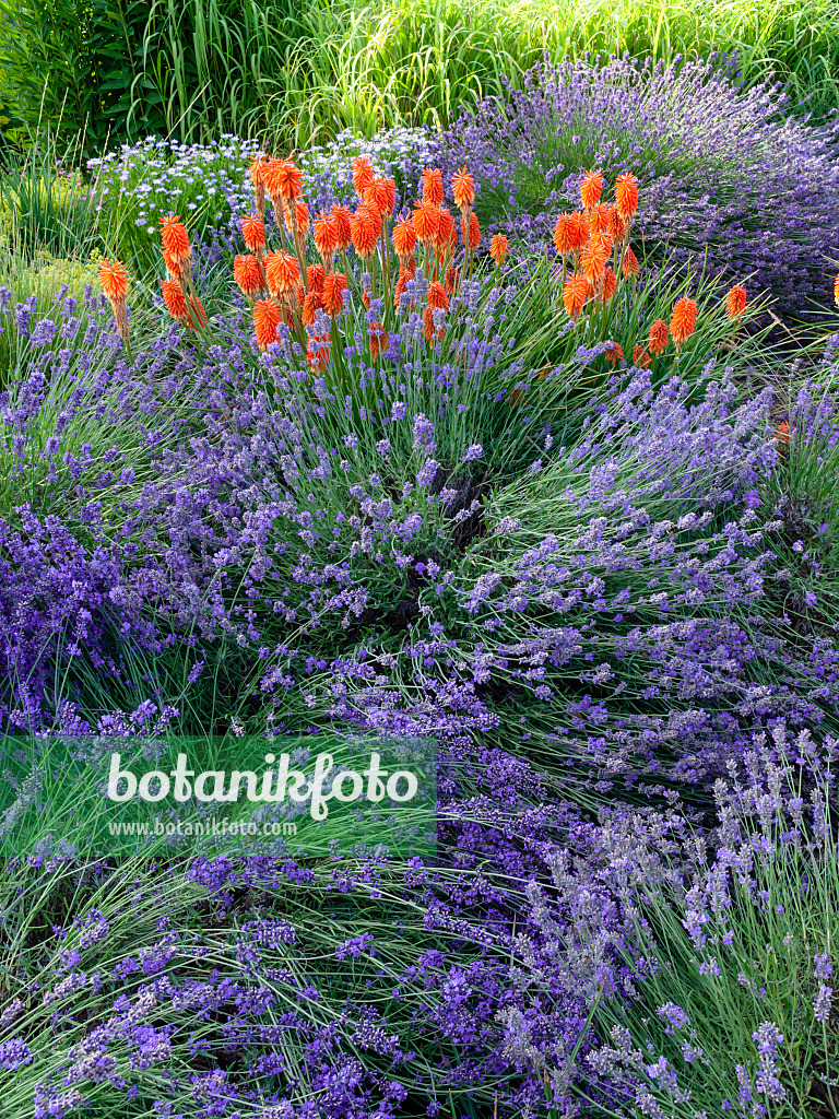 462044 - Common lavender (Lavandula angustifolia) and torch lily (Kniphofia)