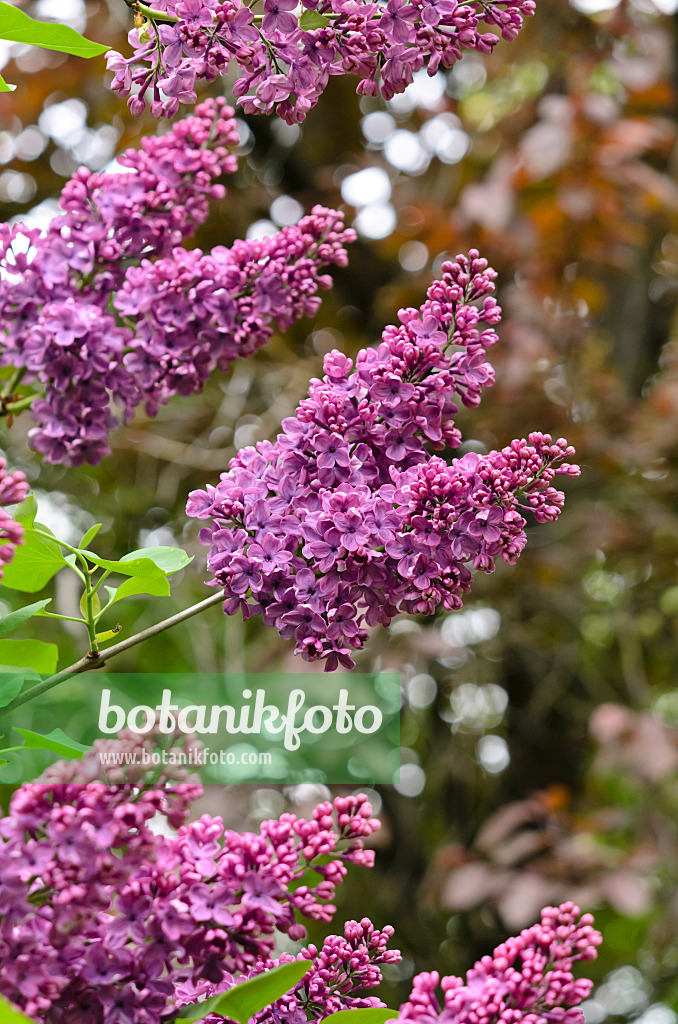 520093 - Common lilac (Syringa vulgaris 'Andenken an Ludwig Späth')