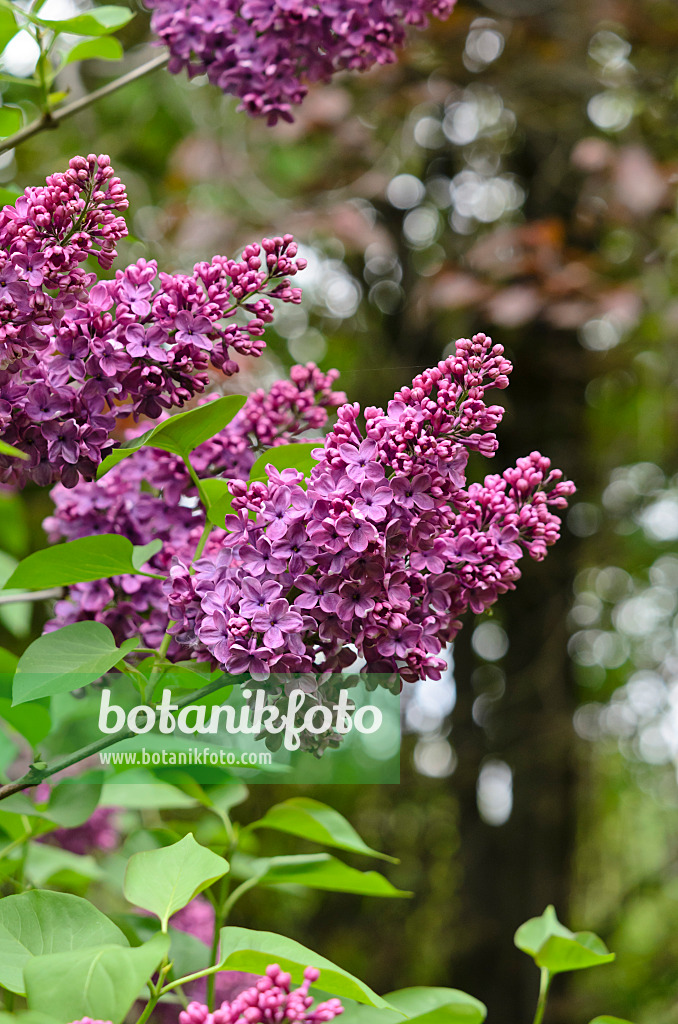 520094 - Common lilac (Syringa vulgaris 'Andenken an Ludwig Späth')