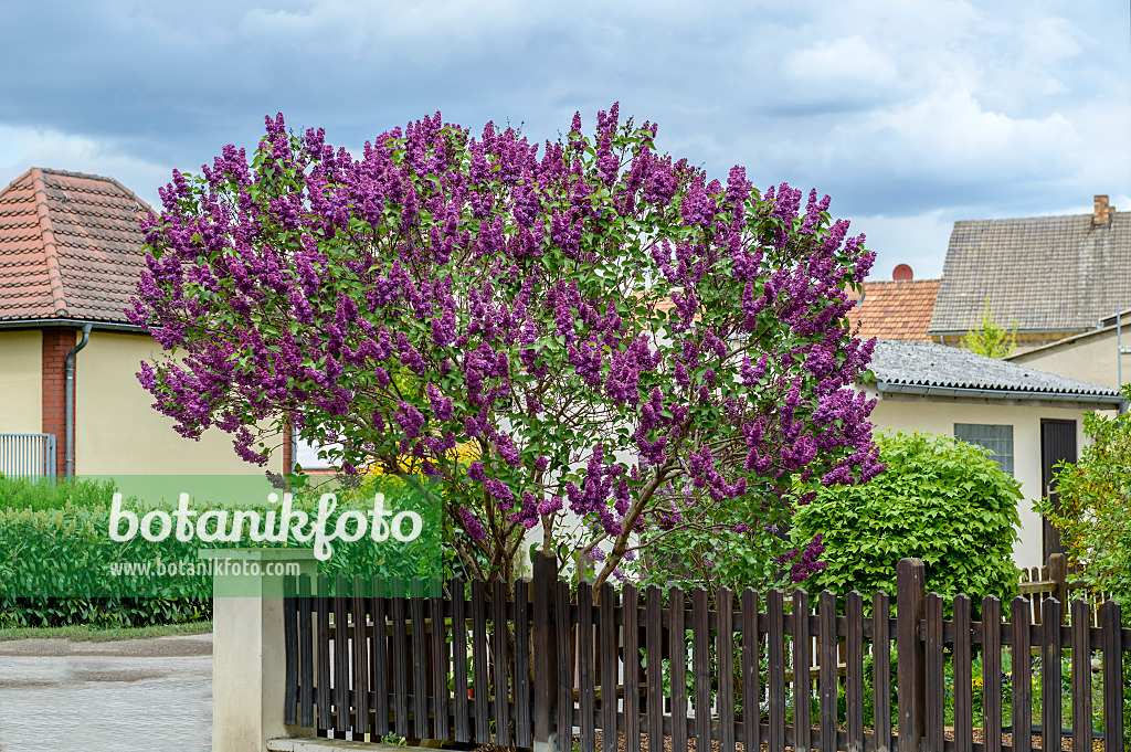 593207 - Common lilac (Syringa vulgaris 'Andenken an Ludwig Späth')