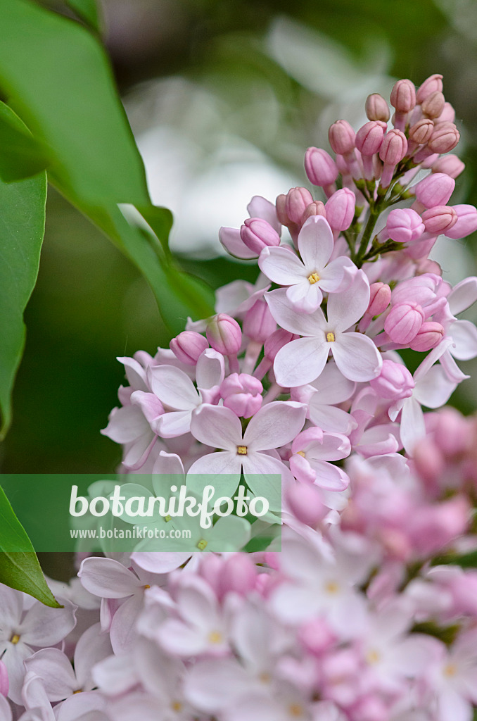 520083 - Common lilac (Syringa vulgaris 'Macrostachya')