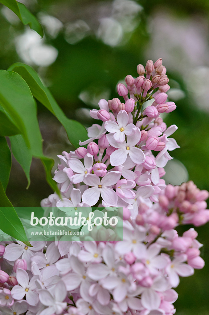 520084 - Common lilac (Syringa vulgaris 'Macrostachya')